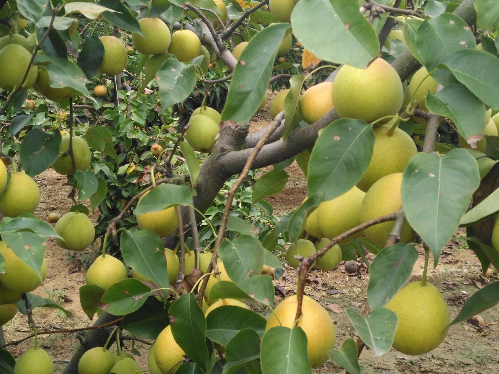青皮梨要吃好，清熱去火有營養(yǎng)